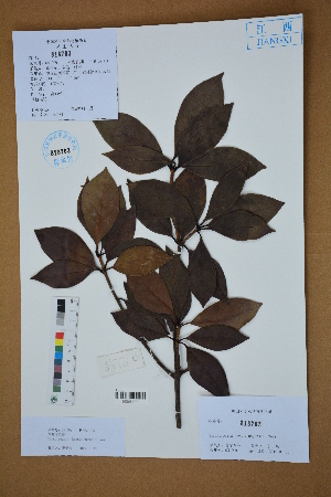  (Ternstroemia - Ge02585)  @11 [ ] CreativeCommons  Attribution Non-Commercial Share-Alike  Unspecified Herbarium of South China Botanical Garden