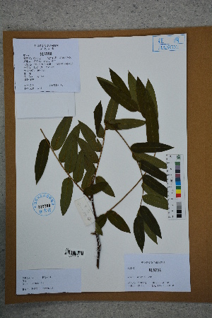 ( - Ge02588)  @11 [ ] CreativeCommons  Attribution Non-Commercial Share-Alike  Unspecified Herbarium of South China Botanical Garden