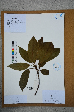 ( - Ge02591)  @11 [ ] CreativeCommons  Attribution Non-Commercial Share-Alike  Unspecified Herbarium of South China Botanical Garden