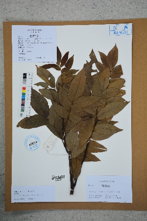  ( - Ge02592)  @11 [ ] CreativeCommons  Attribution Non-Commercial Share-Alike  Unspecified Herbarium of South China Botanical Garden