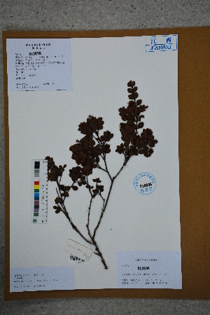  ( - Ge02598)  @11 [ ] CreativeCommons  Attribution Non-Commercial Share-Alike  Unspecified Herbarium of South China Botanical Garden