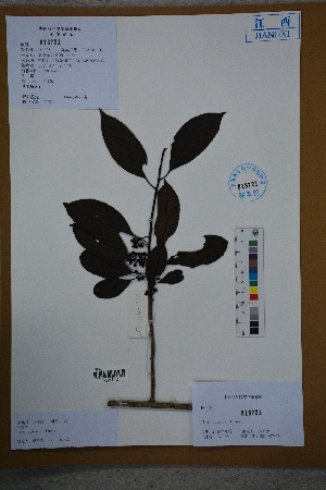  (Ilex rotunda - Ge02602)  @11 [ ] CreativeCommons  Attribution Non-Commercial Share-Alike  Unspecified Herbarium of South China Botanical Garden