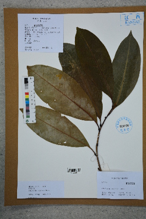  ( - Ge02609)  @11 [ ] CreativeCommons  Attribution Non-Commercial Share-Alike  Unspecified Herbarium of South China Botanical Garden