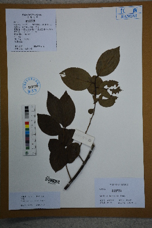  (Vaccinium bracteatum - Ge02612)  @11 [ ] CreativeCommons  Attribution Non-Commercial Share-Alike  Unspecified Herbarium of South China Botanical Garden