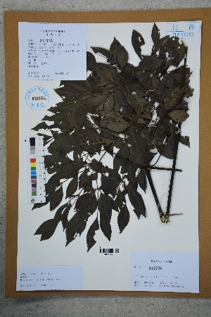  (Heteropanax fragrans - Ge02617)  @11 [ ] CreativeCommons  Attribution Non-Commercial Share-Alike  Unspecified Herbarium of South China Botanical Garden