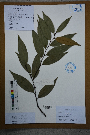  ( - Ge02622)  @11 [ ] CreativeCommons  Attribution Non-Commercial Share-Alike  Unspecified Herbarium of South China Botanical Garden