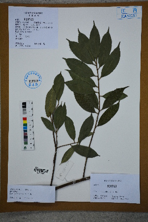  (Ilex subficoidea - Ge02624)  @11 [ ] CreativeCommons  Attribution Non-Commercial Share-Alike  Unspecified Herbarium of South China Botanical Garden