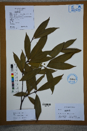  ( - Ge02625)  @11 [ ] CreativeCommons  Attribution Non-Commercial Share-Alike  Unspecified Herbarium of South China Botanical Garden