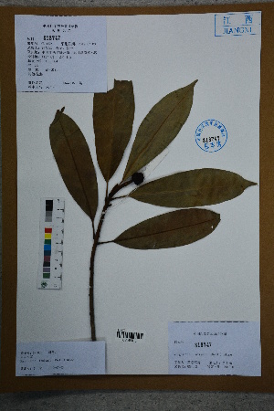  ( - Ge02626)  @11 [ ] CreativeCommons  Attribution Non-Commercial Share-Alike  Unspecified Herbarium of South China Botanical Garden