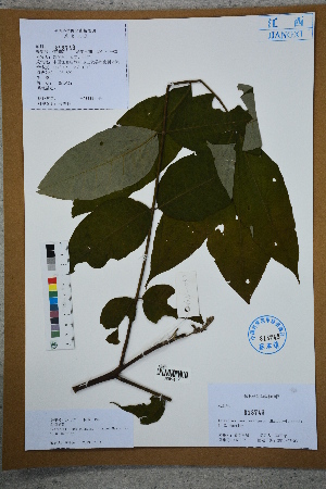  (Tetradium austrosinense - Ge02631)  @11 [ ] CreativeCommons  Attribution Non-Commercial Share-Alike  Unspecified Herbarium of South China Botanical Garden