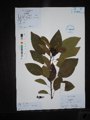  (Triadica cochinchinensis - Ge02635)  @11 [ ] CreativeCommons  Attribution Non-Commercial Share-Alike  Unspecified Herbarium of South China Botanical Garden