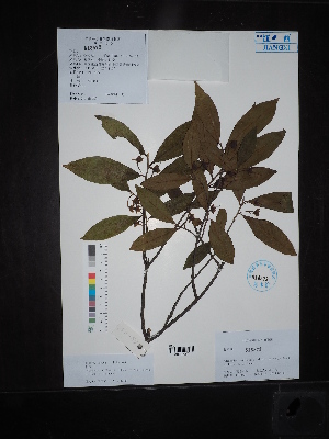  ( - Ge02636)  @11 [ ] CreativeCommons  Attribution Non-Commercial Share-Alike  Unspecified Herbarium of South China Botanical Garden