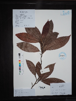  (Michelia odora - Ge02641)  @11 [ ] CreativeCommons  Attribution Non-Commercial Share-Alike  Unspecified Herbarium of South China Botanical Garden