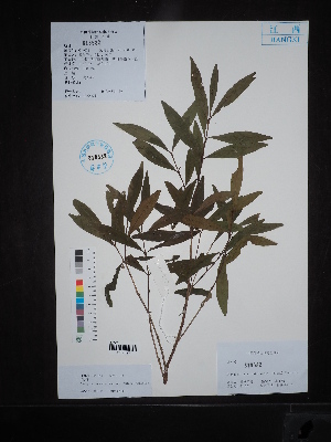  ( - Ge02644)  @11 [ ] CreativeCommons  Attribution Non-Commercial Share-Alike  Unspecified Herbarium of South China Botanical Garden