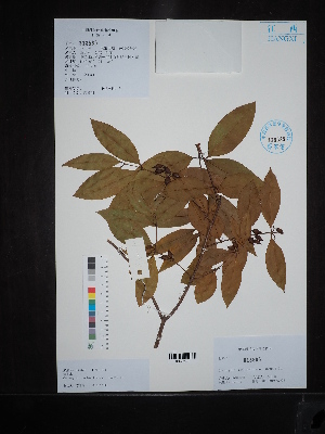  (Cratoxylum cochinchinense - Ge02647)  @11 [ ] CreativeCommons  Attribution Non-Commercial Share-Alike  Unspecified Herbarium of South China Botanical Garden
