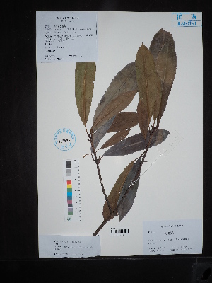 ( - Ge02648)  @11 [ ] CreativeCommons  Attribution Non-Commercial Share-Alike  Unspecified Herbarium of South China Botanical Garden