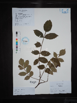  (Rhus chinensis - Ge02654)  @11 [ ] CreativeCommons  Attribution Non-Commercial Share-Alike  Unspecified Herbarium of South China Botanical Garden