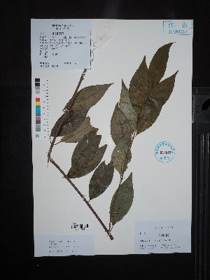  ( - Ge02657)  @11 [ ] CreativeCommons  Attribution Non-Commercial Share-Alike  Unspecified Herbarium of South China Botanical Garden
