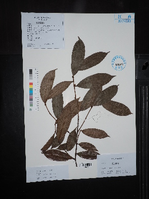  ( - Ge02663)  @11 [ ] CreativeCommons  Attribution Non-Commercial Share-Alike  Unspecified Herbarium of South China Botanical Garden