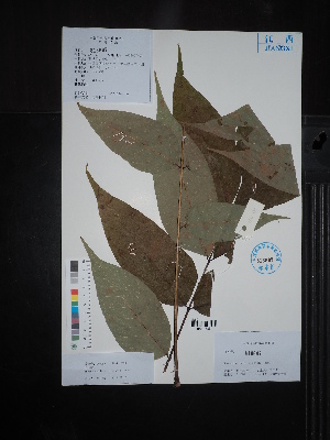  ( - Ge02666)  @11 [ ] CreativeCommons  Attribution Non-Commercial Share-Alike  Unspecified Herbarium of South China Botanical Garden