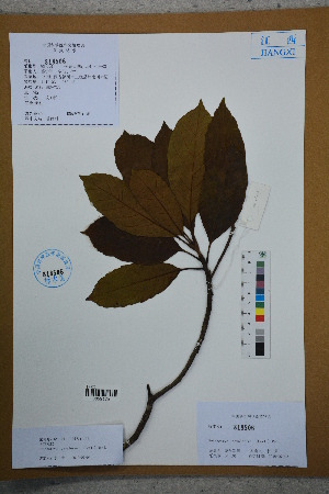  (Eriobotrya cavaleriei - Ge02668)  @11 [ ] CreativeCommons  Attribution Non-Commercial Share-Alike  Unspecified Herbarium of South China Botanical Garden