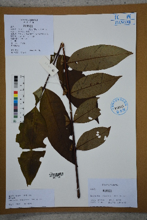  ( - Ge02674)  @11 [ ] CreativeCommons  Attribution Non-Commercial Share-Alike  Unspecified Herbarium of South China Botanical Garden