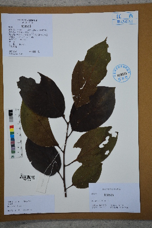  ( - Ge02676)  @11 [ ] CreativeCommons  Attribution Non-Commercial Share-Alike  Unspecified Herbarium of South China Botanical Garden