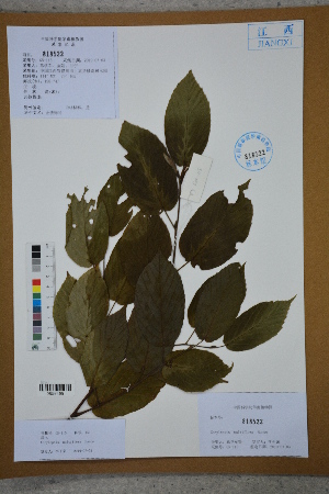  ( - Ge02679)  @11 [ ] CreativeCommons  Attribution Non-Commercial Share-Alike  Unspecified Herbarium of South China Botanical Garden