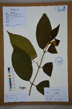  (Callicarpa integerrima var. chinensis - Ge02684)  @11 [ ] CreativeCommons  Attribution Non-Commercial Share-Alike  Unspecified Herbarium of South China Botanical Garden