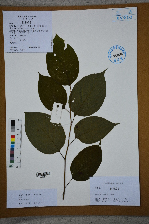  ( - Ge02685)  @11 [ ] CreativeCommons  Attribution Non-Commercial Share-Alike  Unspecified Herbarium of South China Botanical Garden