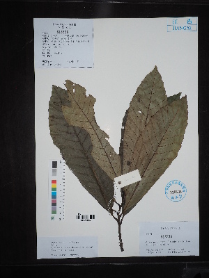  ( - Ge02693)  @11 [ ] CreativeCommons  Attribution Non-Commercial Share-Alike  Unspecified Herbarium of South China Botanical Garden