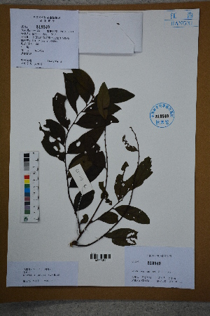  ( - Ge02695)  @11 [ ] CreativeCommons  Attribution Non-Commercial Share-Alike  Unspecified Herbarium of South China Botanical Garden