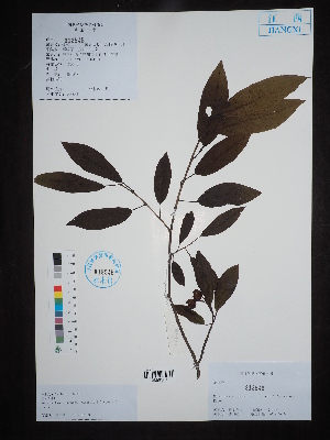  ( - Ge02700)  @11 [ ] CreativeCommons  Attribution Non-Commercial Share-Alike  Unspecified Herbarium of South China Botanical Garden