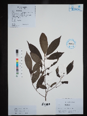  ( - Ge02701)  @11 [ ] CreativeCommons  Attribution Non-Commercial Share-Alike  Unspecified Herbarium of South China Botanical Garden