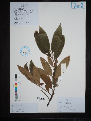  ( - Ge02703)  @11 [ ] CreativeCommons  Attribution Non-Commercial Share-Alike  Unspecified Herbarium of South China Botanical Garden