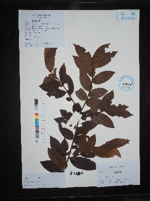  (Ilex - Ge02706)  @11 [ ] CreativeCommons  Attribution Non-Commercial Share-Alike  Unspecified Herbarium of South China Botanical Garden
