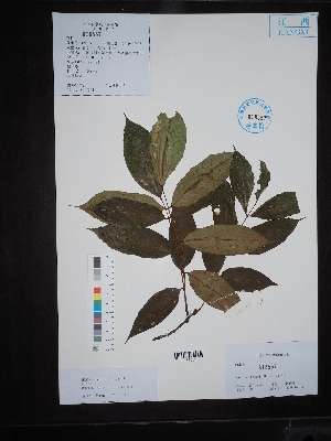  ( - Ge02708)  @11 [ ] CreativeCommons  Attribution Non-Commercial Share-Alike  Unspecified Herbarium of South China Botanical Garden