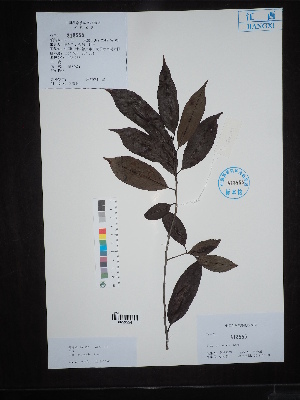 (Ilex chinensis - Ge02710)  @11 [ ] CreativeCommons  Attribution Non-Commercial Share-Alike  Unspecified Herbarium of South China Botanical Garden