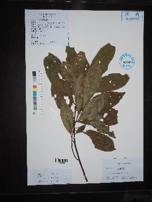  (Elaeocarpus - Ge02712)  @11 [ ] CreativeCommons  Attribution Non-Commercial Share-Alike  Unspecified Herbarium of South China Botanical Garden