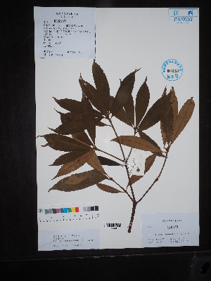  (Illicium ternstroemioides - Ge02714)  @11 [ ] CreativeCommons  Attribution Non-Commercial Share-Alike  Unspecified Herbarium of South China Botanical Garden