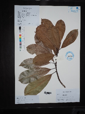  (Michelia shiluensis - Ge02715)  @11 [ ] CreativeCommons  Attribution Non-Commercial Share-Alike  Unspecified Herbarium of South China Botanical Garden