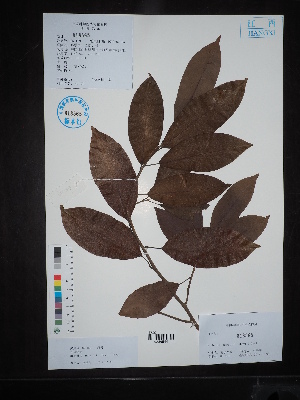  (Michelia martini - Ge02716)  @11 [ ] CreativeCommons  Attribution Non-Commercial Share-Alike  Unspecified Herbarium of South China Botanical Garden