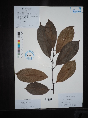  (Michelia fujianensis - Ge02717)  @11 [ ] CreativeCommons  Attribution Non-Commercial Share-Alike  Unspecified Herbarium of South China Botanical Garden