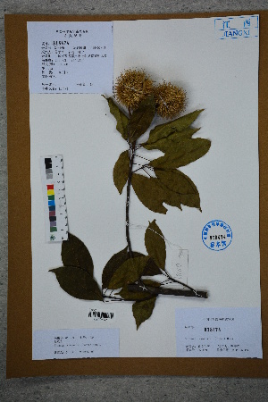  ( - Ge02723)  @11 [ ] CreativeCommons  Attribution Non-Commercial Share-Alike  Unspecified Herbarium of South China Botanical Garden