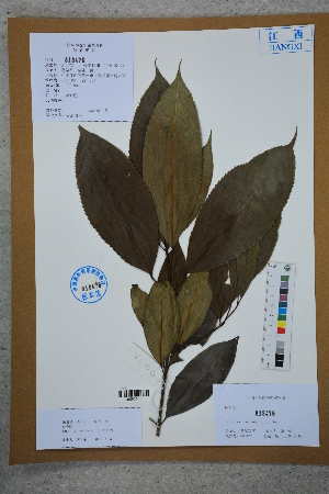 (Turpinia montana - Ge02725)  @11 [ ] CreativeCommons  Attribution Non-Commercial Share-Alike  Unspecified Herbarium of South China Botanical Garden
