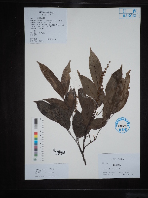  ( - Ge02731)  @11 [ ] CreativeCommons  Attribution Non-Commercial Share-Alike  Unspecified Herbarium of South China Botanical Garden