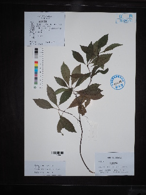  ( - Ge04539)  @11 [ ] CreativeCommons  Attribution Non-Commercial Share-Alike  Unspecified Herbarium of South China Botanical Garden
