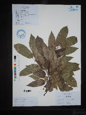  ( - Ge02737)  @11 [ ] CreativeCommons  Attribution Non-Commercial Share-Alike  Unspecified Herbarium of South China Botanical Garden