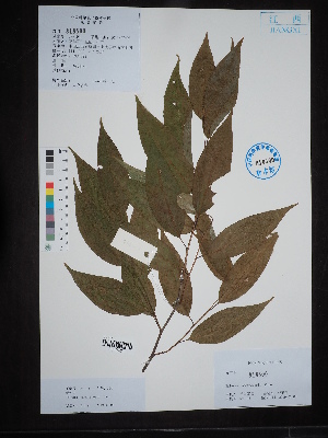  ( - Ge02738)  @11 [ ] CreativeCommons  Attribution Non-Commercial Share-Alike  Unspecified Herbarium of South China Botanical Garden