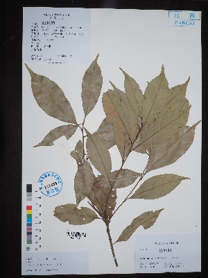  (Lithocarpus polystachyus - Ge02739)  @11 [ ] CreativeCommons  Attribution Non-Commercial Share-Alike  Unspecified Herbarium of South China Botanical Garden